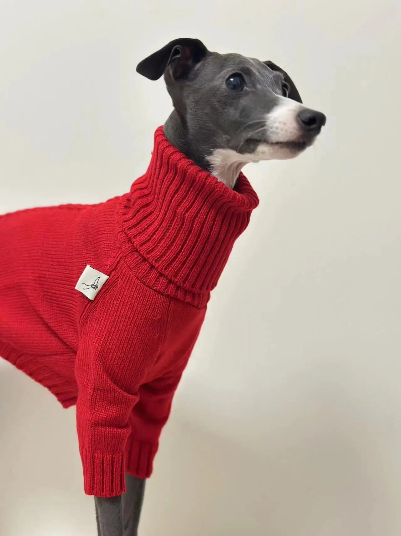 Italian Greyhound Turtleneck