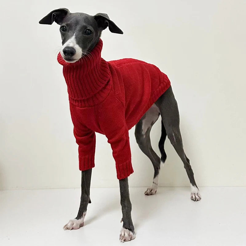 Italian Greyhound Turtleneck